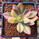 Echeveria 'Hanaikada' Variegated 1"-2" Succulent Plant