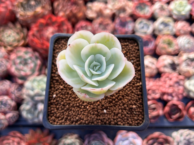 lemon succulent plant Echeveria 'Lemon Rose' Variegated 1" Succulent Plant