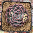 Echeveria 'Kerlean' 4" Succulent Plant