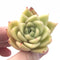 Echeveria Agavoides ‘Latte’ 2” Rare Succulent Plant
