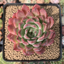 Echeveria 'Cortes' 3" Succulent Plant