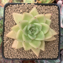 Echeveria Agavoides 'Narin' 3" Succulent Plant