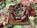 Echeveria 'Sharman' 2" Succulent Plant