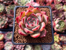 Echeveria 'Colorata' 2" Succulent Plant
