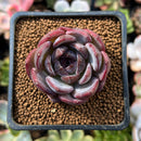 Echeveria 'Odette' 1"-2" Succulent Plant