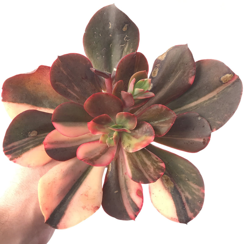 Echeveria 'Primadonna' Variegated 8" Large Succulent Plant