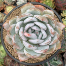 Echeveria 'Ivory' 5" Large Powdery Succulent Plant