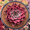 Echeveria Agavoides 'Red Ebony' 4" Large Succulent Plant