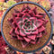 Echeveria Agavoides 'Red Ebony' 4" Large Succulent Plant