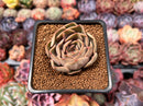 Echeveria 'Kisses' 2" Succulent Plant