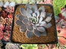Echeveria 'Lulu' 2" New Hybrid Succulent Plant