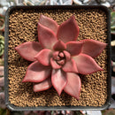 Echeveria Agavoides 'Romeo' 3" Succulent Plant