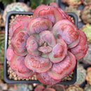 Echeveria 'Hearts Delight' 2" Succulent Plant