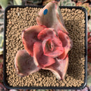 Echeveria 'Golden State' Variegated 2" Succulent Plant
