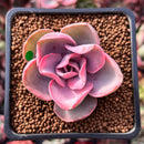 Echeveria 'Rainbow' Variegated 1" Succulent Plant