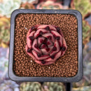 Echeveria Agavoides 'Red Ebony' 1" Succulent Plant