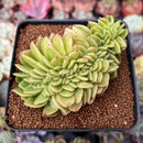 Echeveria Agavoides 'Gilva' Crested 3" Succulent Plant