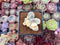 Cotyledon Orbiculata cv. 'Fuku Musume' Variegated 2" Succulent Plant