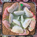 Echeveria 'Hearts Delight' 3" Succulent Plant