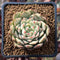 Echeveria 'Tippy' 1"-2" Succulent Plant