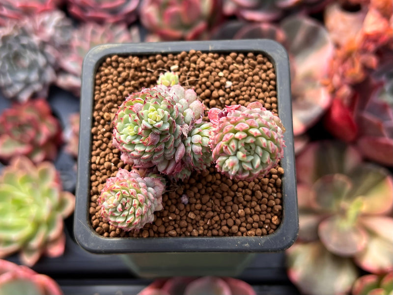 succulents en español Echeveria 'Globulosa' Cluster 1" Succulent Plant