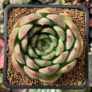 Echeveria 'Bradley' 2" Succulent Plant