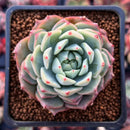 Echeveria 'Prism' 2" Succulent Plant