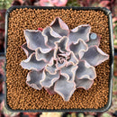 Echeveria 'Rippling Waters' 2"-3" New Hybrid Succulent Plant