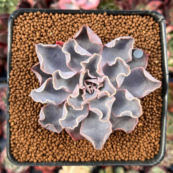 Echeveria 'Rippling Waters' 2"-3" New Hybrid Succulent Plant
