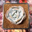 Echeveria 'Cream Tea' 2" Powdery Succulent Plant
