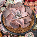 Echeveria 'Rodolfi' 3"-4" Succulent Plant