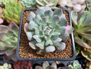 Echeveria 'Revolution' 2" New Hybrid Succulent Plant