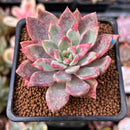 Echeveria 'Cherry Drop' 2" New Changhee Hybrid Succulent Plant
