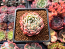 Echeveria 'Tippy' 2" Succulent Plant