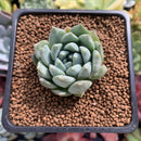 Echeveria 'Hayalobi' New Hybrid 1" Succulent Plant