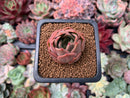 Echeveria 'Nocturnal' 1" Succulent Plant