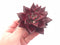 Echeveria Agavoides Red Ebony 3”-4” Rare Succulent Plant