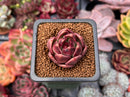 Echeveria 'Waterloo' 1" Succulent Plant