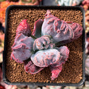 Echeveria 'Linguas' 3" Succulent Plant