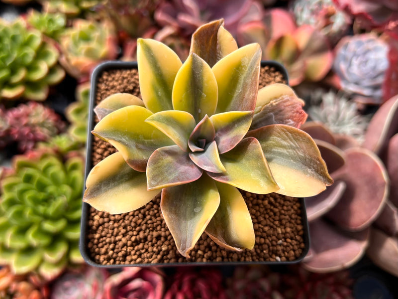 fred succulent Graptoveria 'Fred Ives' Variegated 2" Succulent Plant – True Succulents  Plant Co