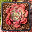 Echeveria 'Victory' 1"-2" Succulent Plant
