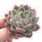 Echeveria Sublime 2” Rare Succulent Plant