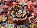 Echeveria 'Blue Metal' Variegated 3" Succulent Plant