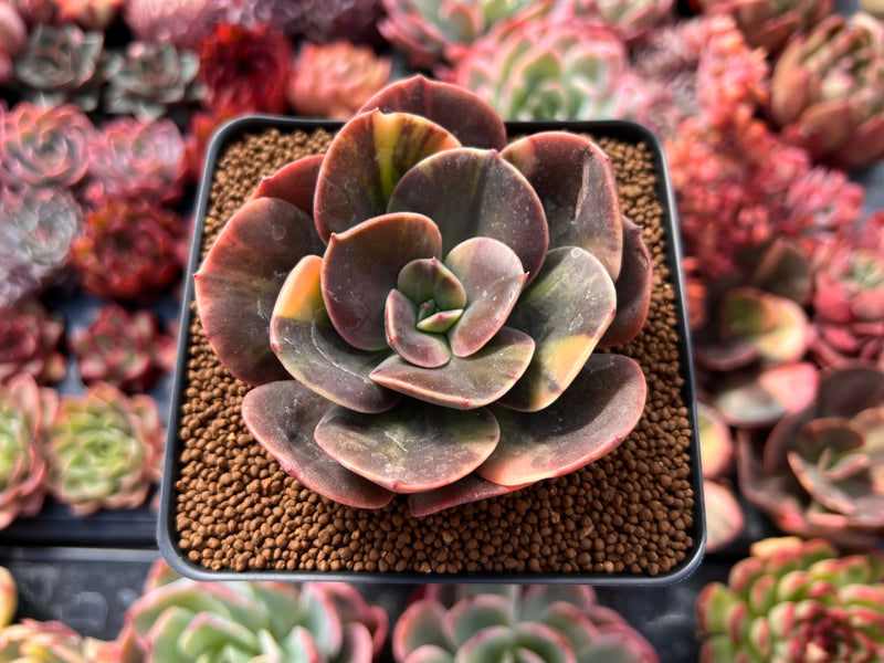blue metal succulent Echeveria 'Blue Metal' Variegated 3" Succulent Plant