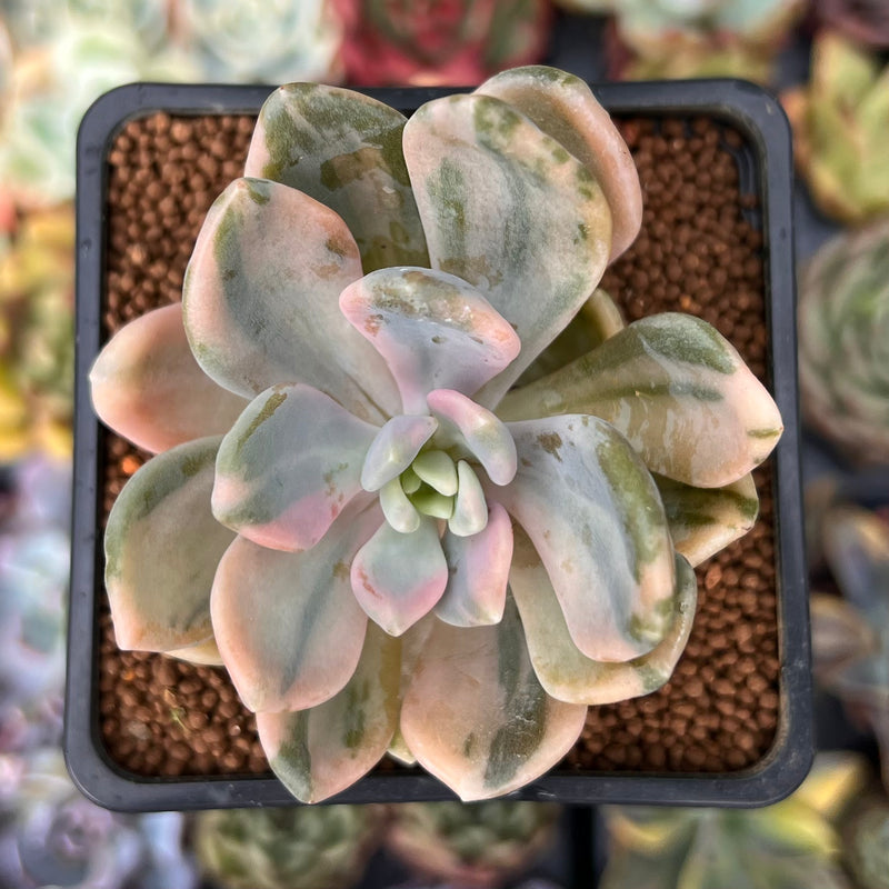 pachyveria succulent Pachyveria 'Pachyphytoides' Variegated 2" Succulent Plant