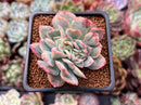 Echeveria 'Luella' Crested 2" Succulent Plant