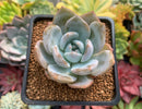 Echeveria 'Japanese Seongyoung' 2" Succulent Plant