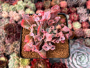 Echeveria 'Trumpet Pinky' 2" Succulent Plant