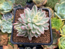 Echeveria 'Mebina' Variegated 2" Cluster Succulent Plant