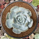 Echeveria 'Dealis' 3"-4" Powdery Succulent Plant